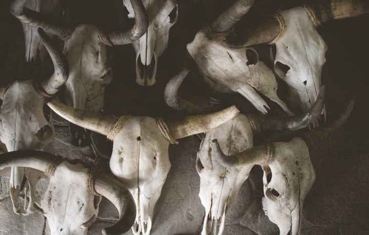 cattle skulls