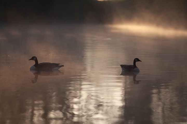 two mallard ducks on water
